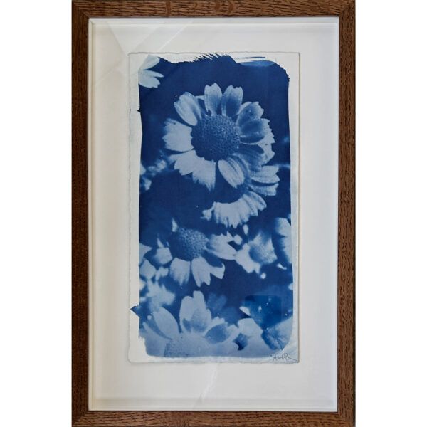Anne Risum, Galleri kbh kunst, cyanotypi, akvarel, billig kunst, blomst, blå