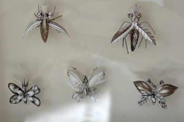 Iben Toft Nørgård - Reverse Mimicry - Image 4