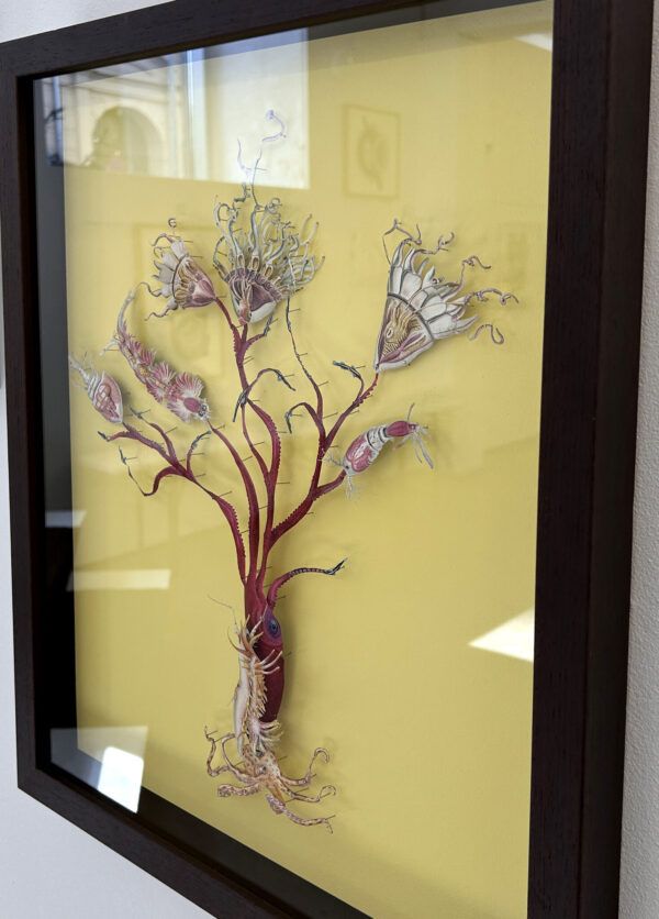 Iben Toft Nørgård - Aquatic Plant Herbarium - Image 4