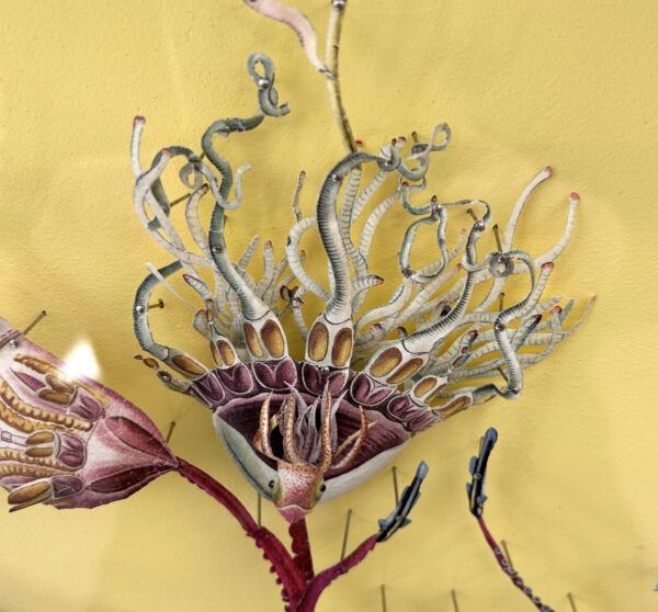 Iben Toft Nørgård - Aquatic Plant Herbarium - Image 3